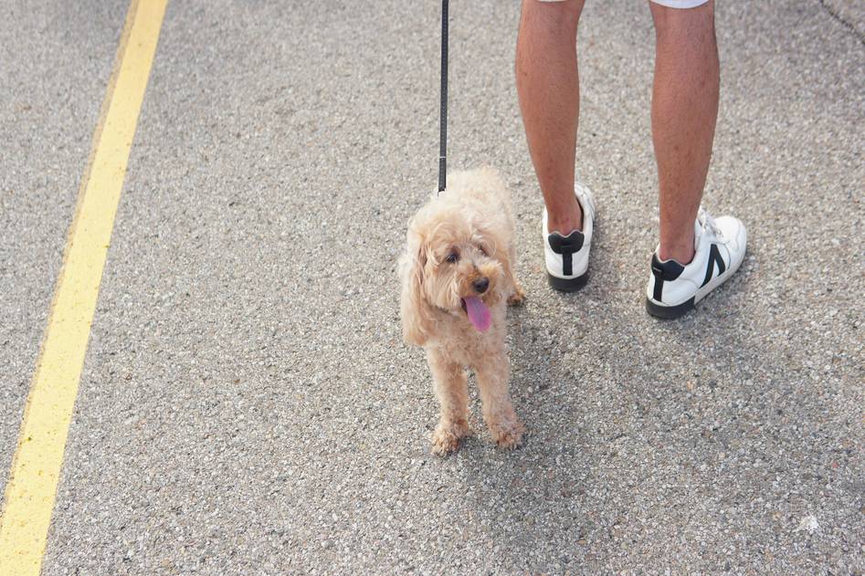 Dog walking beside owner during heel training session outdoors