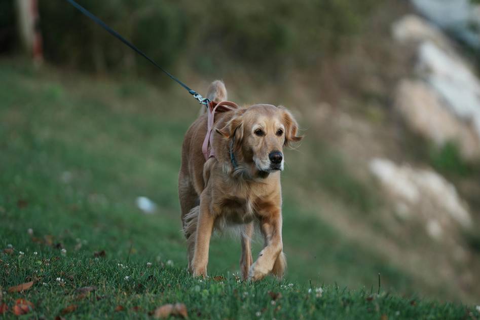 Homepage for Pet Care Pet Training Methods heel training